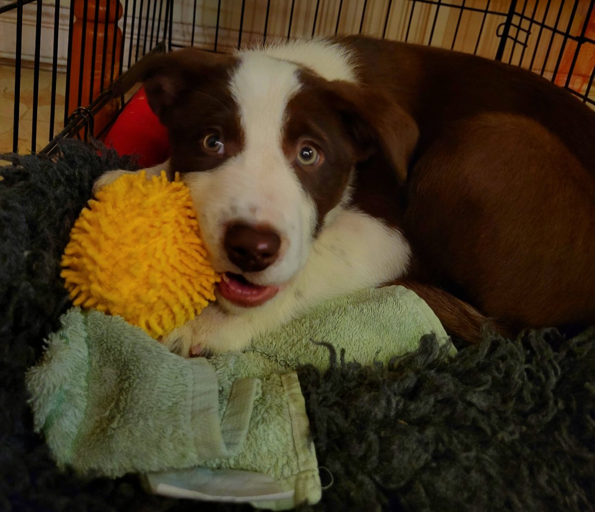 Hey Twitter pals- meet Penda 💞