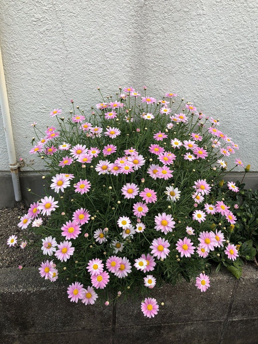 Pink daisies