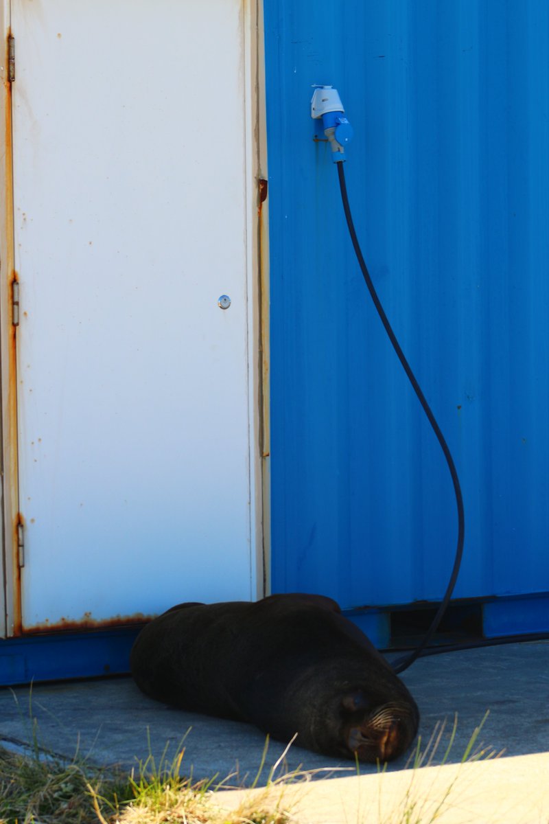 Great to see the Falkland Islands leading the way in rechargeable wildlife.  🇫🇰🦭🪫⚡️