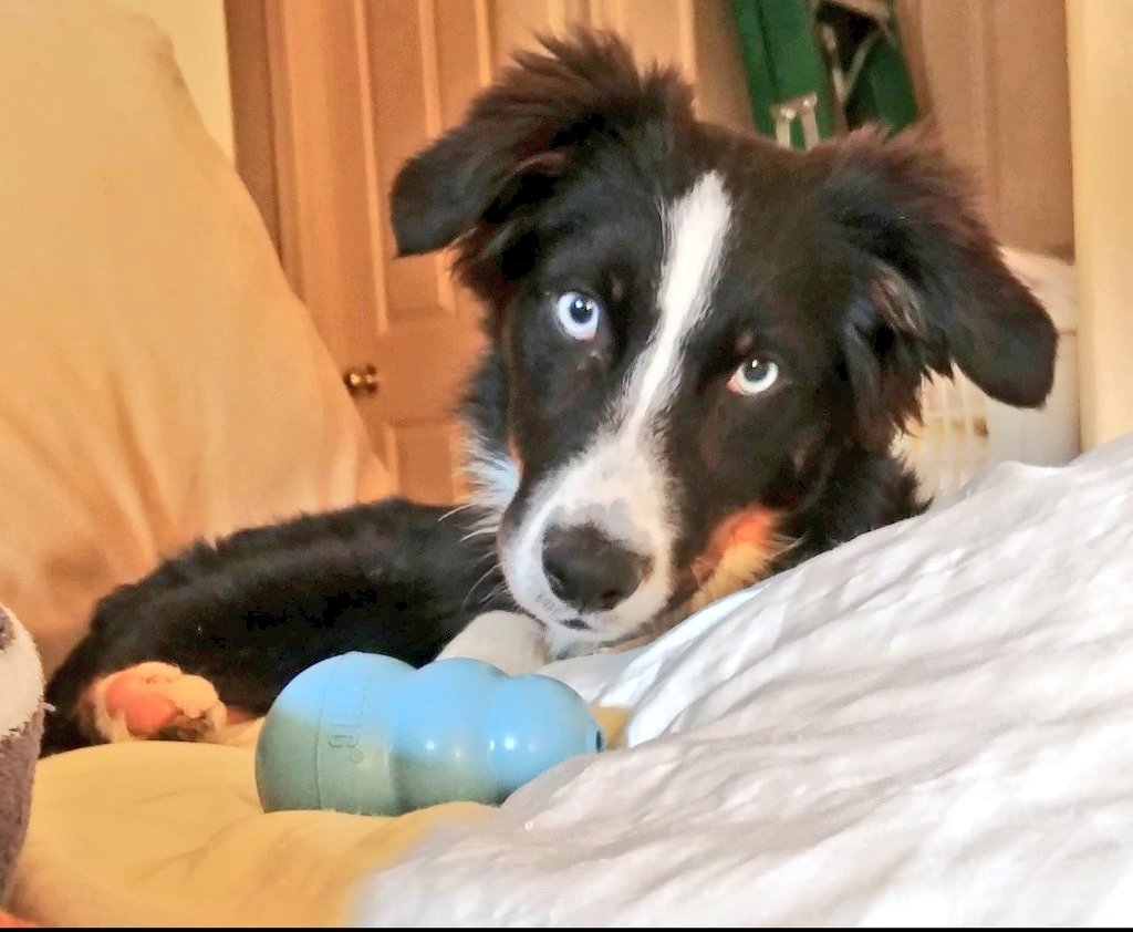 Jonesie🐕🐾, Leslie🇵🇱🇨🇭⚘️,🌈Kingston tweet media