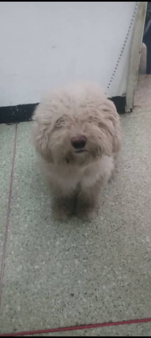 A64029345's tweet photo. Este perrito fue encontrado en el centro de ccs tiene una plaquita con su nombre Apolo por favor ayúdenme a difundir para ver si logramos llegar a su famila y si no para darlo en adopción telf contacto 04169176189 https://t.co/Vw0yX0gPyh