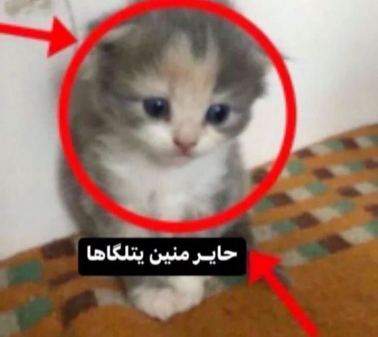 abu7alima's tweet photo. https://t.co/AXi2T4sscf
