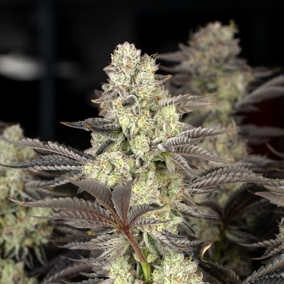 Broken Coast Cannabis tweet media