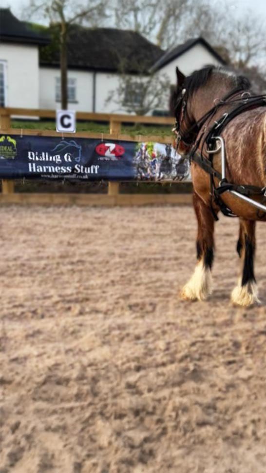 Harnessstuff's tweet image. What will you buy in 2025?!