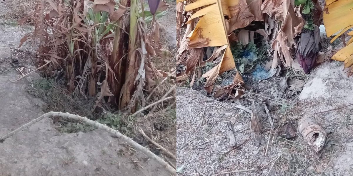 Nna_Paschal's tweet photo. ๐๐Failing to plan for water management in farming can lead to huge losses, especially when rains fail. Saw a plantain farm suffer due to early dry spells, proper irrigation and phased planting could have saved it. Always plan ahead.
#EnsuringFoodSecurity https://t.co/GoTNIF5GJz