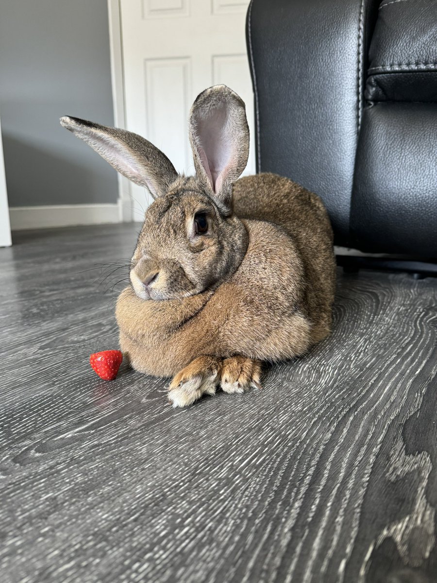 FatalVampireV's tweet photo. Rest In Peace Plush ♥️ https://t.co/fNgHsby0GS