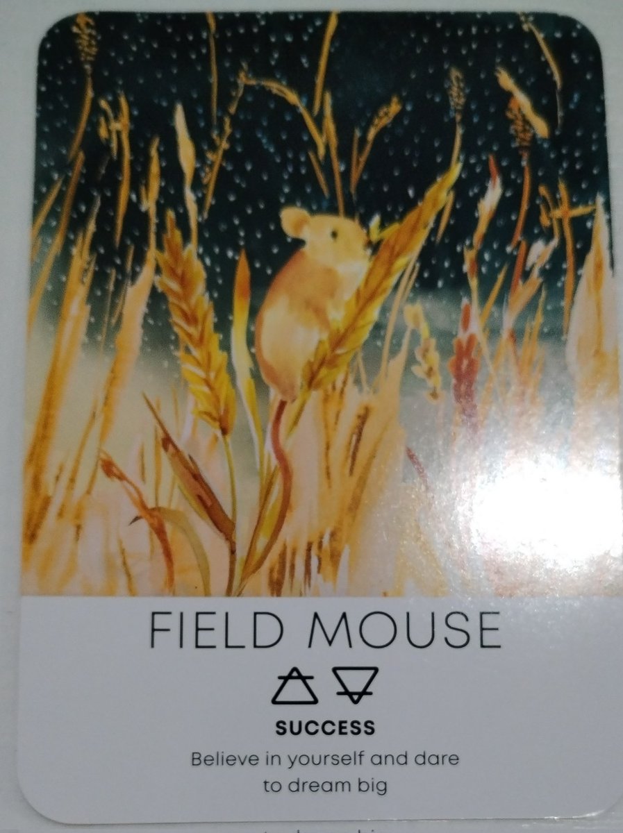 didsastrotarot's tweet image. #oracleoftheday ❣️