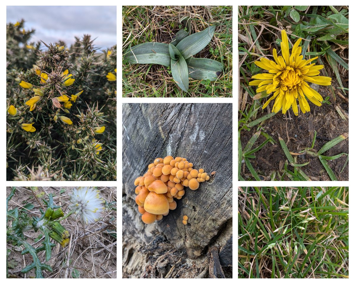 For the 1st day of this year's #NewYearPlantHunt  a walk through Aberffraw Dunes #Anglesey with 4 species in flower - Gorse, Dandelion, Groundsel &amp; Poa annua
Bee Orchid rosettes too &amp; a lovely cluster of Honey Fungus I think growing on  driftwood on the beach
#Wildflowerhour