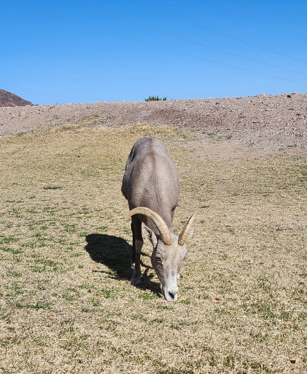 Took a tour to Boulder City to see some sheep