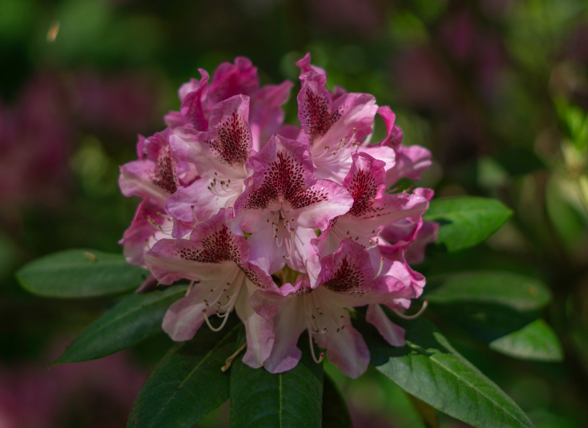 DorteHedengran's tweet photo. A splash of color in the dreariness of winter. A splendid rhododendron graces a beautiful day 🌺
#Denmark #SonyAlpha #NaturePhotography #photooftheday #December29th #SundayVibes #SundayMood #Sunday #Flowers #FlowerOfX
📸Dorte Hedengran https://t.co/KGKBPZ7mtQ