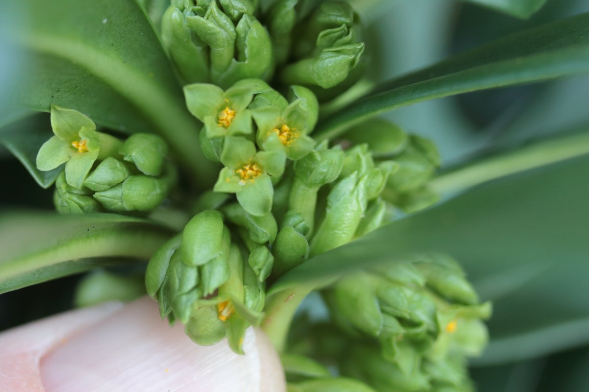 Spurge Laurel, Daphne laureola, growing on the Magnesium Limestone belt that goes through <a href="/NosterfieldLNR/">Nosterfield Nature Reserve</a>  today #wildflowerhour #NewYearPlantHunt