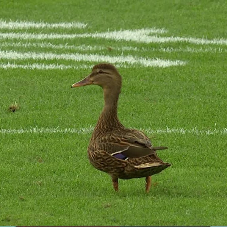 NFL UK & Ireland tweet media