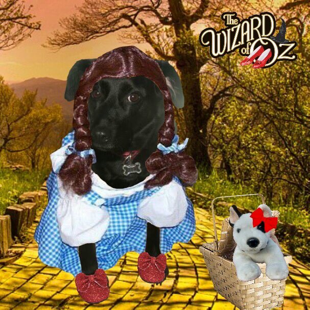 <a href="/sweetAbby20/">Admiral Molly #zshq and Angel Abby 🐾🌈 🐾💜</a> Pals furever! 🐶🎀💕💖🐶🌈