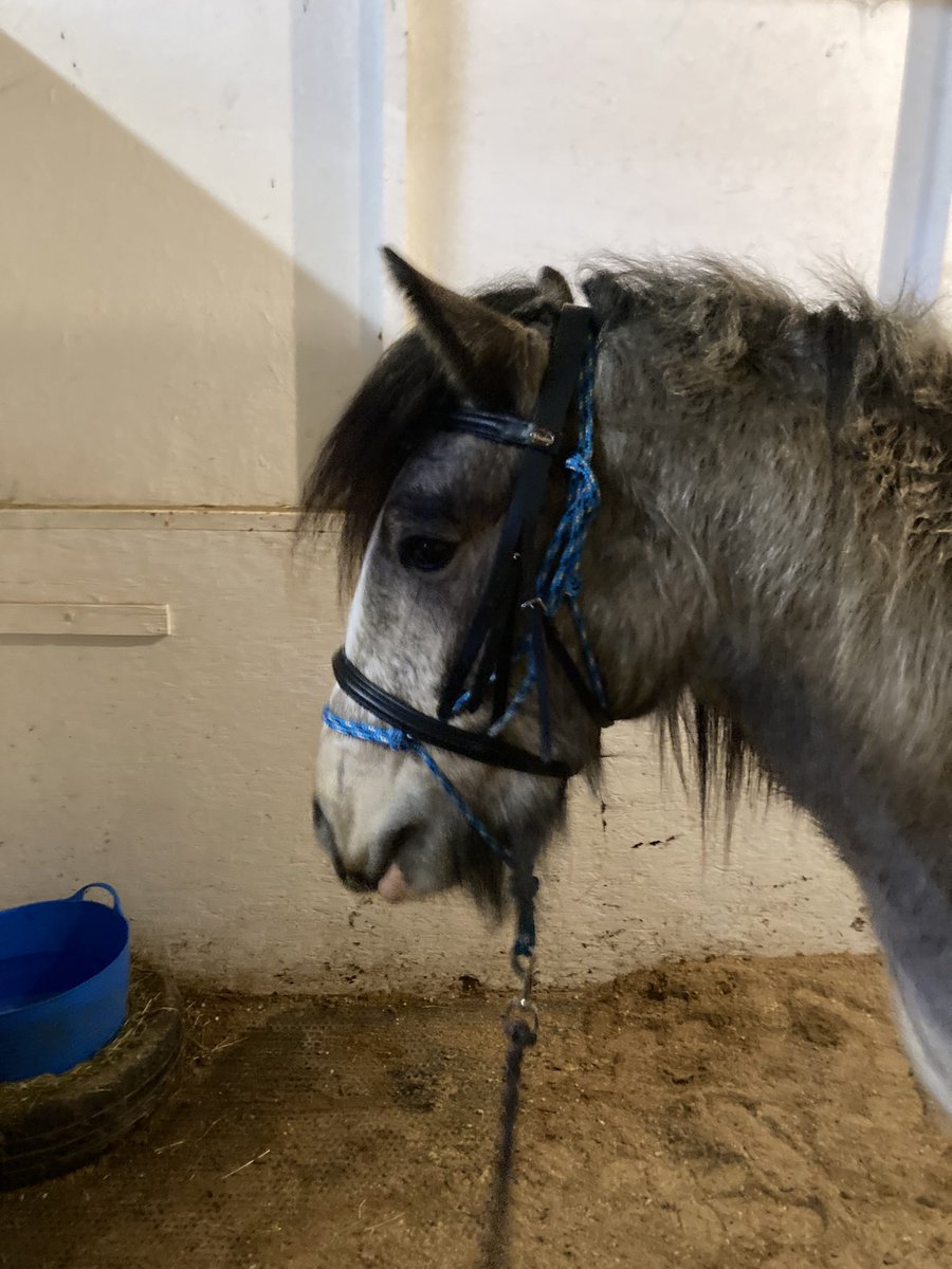 Whirly wore a bridle tonight, when I put the headpiece on the other day he was a bit worried but tonight he was much more relaxed about it.  What a good boy 💛