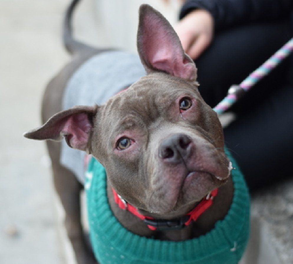 NMBewitched's tweet photo. Bentley
Kill Listed for 12/31
#NYCACC
Bentley #PuppyLove
Great notes from the people who abandon him but they did care enough to pay $10 & leave notes
Excitable, playful & loving
He is thrilled to be out of his cage & needs time to center himself
#HiptoSnip
Cuite Pie https://t.co/7pcFOtkDed