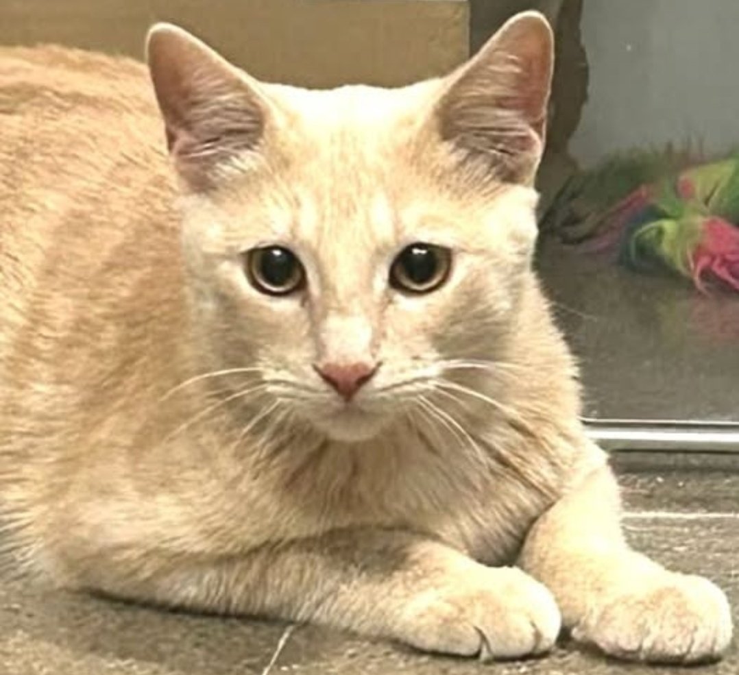 #XarxaBarcelonaAdopcion 🆘
#Mataró

Ash , 6 meses, tiene un problema  congenito en el corazón.
Que eso no le impida encontrar una familia que lo quiera con locura y para siempre♥️
Ash es un bombòn.

Cto: #Protectora de #Mataró
☎️93 756 60 66