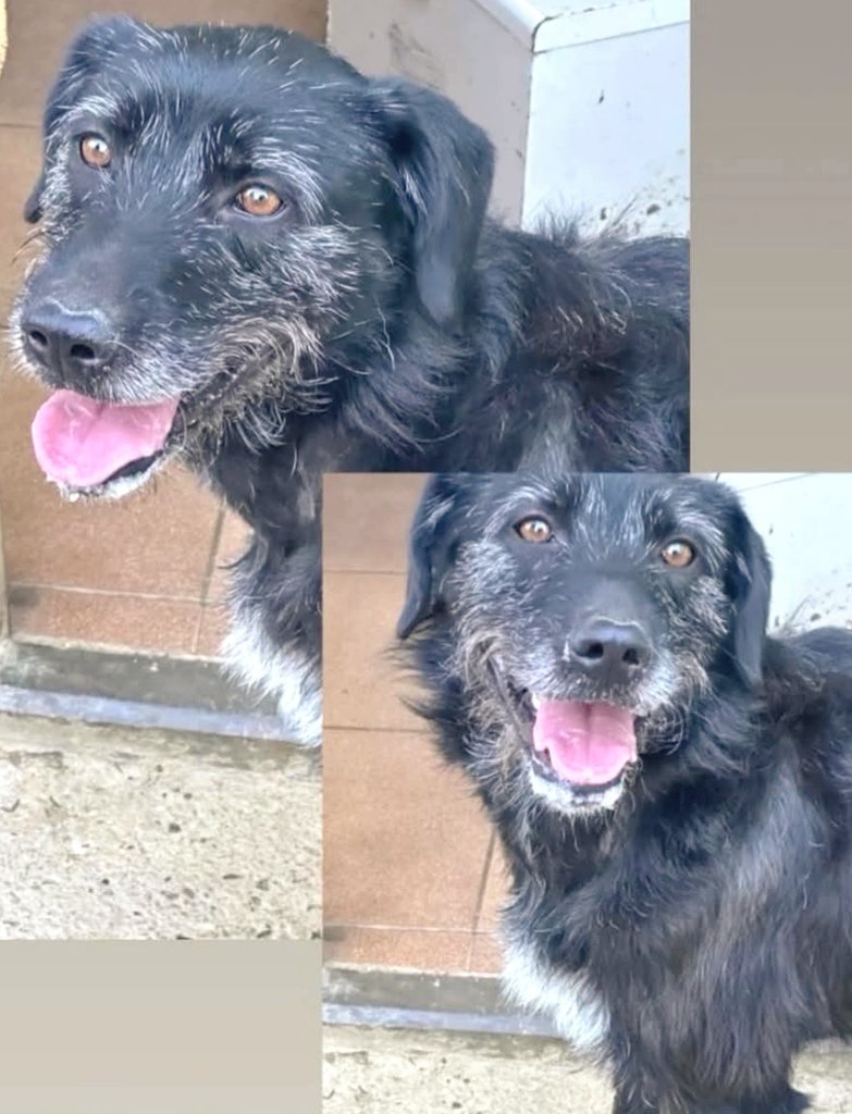 Gossa trobada a #Alella. No porta microxip, si coneixes la seva família > 630 218 224 #xarxabarcelonatrobats #gràcies #maresme