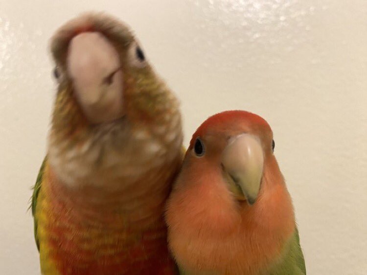 Out of Context Birds tweet media