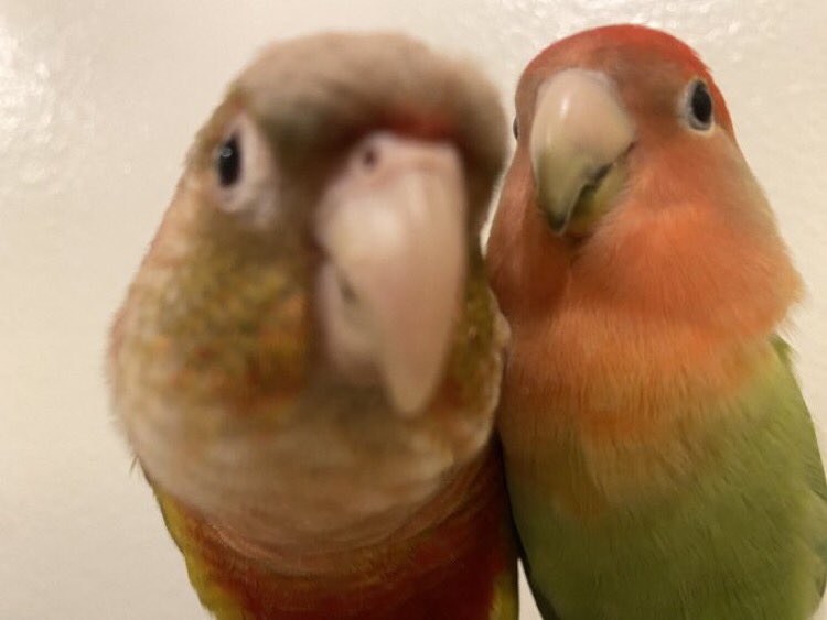 Out of Context Birds tweet media