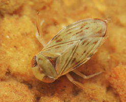 JpnJsystEnt's tweet image. USUI, S., T. MITAMURA, K. IWASAKI, T. AISO, J. NAKAJIMA and K. ISHIDA: First Record of Micronecta (Sigmonecta) altera Wróblewski (Heteroptera: Micronectidae) in Japan and Key to Japanese Species
JJSE 30(2): 280-283.
#hemiptera
zoobank.org/References/CA6…
