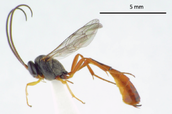 JpnJsystEnt's tweet image. WACHI, N. and K. KONISHI: New Distributional Record of Charops bicolor (Szépligeti, 1906) from Yaeyama Islands, Okinawa, Japan
JJSE 30(2): 284-292.
#hymenoptera
zoobank.org/References/112…