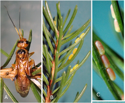 JpnJsystEnt's tweet image. SHINOHARA, A. and H. KOJIMA: Immature Stages and Life History of Spruce Webspinning Sawfly Cephalcia stigma (Hymenoptera: Pamphiliidae) in Japan
JJSE 30(2): 293-296.
#hymenoptera
zoobank.org/References/2ED…