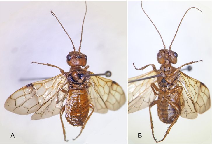 JpnJsystEnt's tweet image. SHINOHARA, A. and H. KOJIMA: Cephalcia kojimai (Hymenoptera: Pamphiliidae), a New Webspinning Sawfly Feeding on Spruce in Honshu, Japan
JJSE 30(2): 297-302.
#hymenoptera
zoobank.org/References/381…