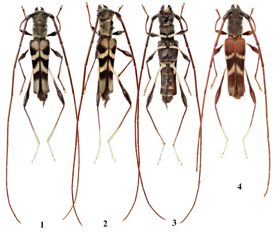 JpnJsystEnt's tweet image. NIISATO, T. and V. V. LIEN: Review of the Genus Eduardiella Holzschuh, 1993 (Coleoptera: Cerambycidae: Cerambycinae: Compsocerini), with Description of a New Species
JJSE 30(2): 310-315.
#coleoptera
zoobank.org/References/4BF…