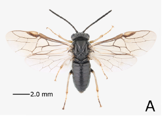 JpnJsystEnt's tweet image. KATO, Y.: Two New Species of the Genus Mesoneura Hartig (Hymenoptera: Tenthredinidae) from Japan
JJSE 30(2): 303-309.
#hymenoptera
zoobank.org/References/F38…