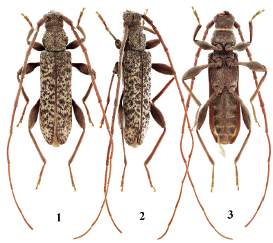 JpnJsystEnt's tweet image. NIISATO, T.: A New Oemine Genus and Species (Coleoptera: Cerambycidae: Cerambycinae) from Laos
JJSE 30(2): 316-320.
#coleoptera
zoobank.org/References/5B8…
