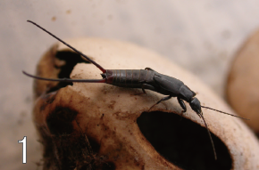 JpnJsystEnt's tweet image. NISHIKAWA, M. and H. YOSHITOMI: New Record of Nesogaster lewisi (de Bormans) (Dermaptera: Spongiphoridae: Nesogastorinae) from Laos, with Note on Rudoraxinae Srivastava
JJSE 30(2): 321-328.
#dermaptera
zoobank.org/References/1FF…