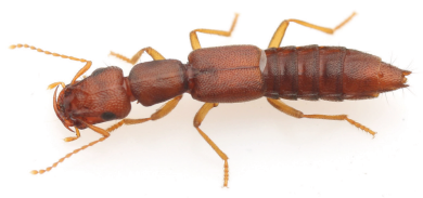 JpnJsystEnt's tweet image. HASHIZUME, T., S. INOUE and S. KAKIZOE: Rediscovery of Chetocephalus maritimus Cameron (Coleoptera: Staphylinidae: Paederinae) in an Unexpected Region: Ryukyu Islands, Japan
JJSE 30(2): 329-332.
#coleoptera
zoobank.org/References/4FB…