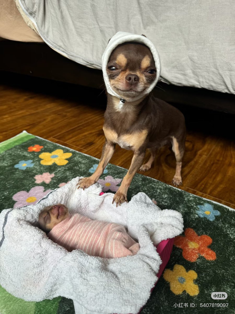 💖 (@twaniimals) on Twitter photo 