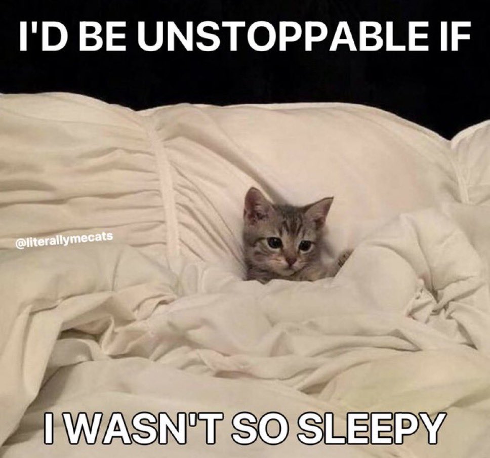 LiterallyMeCats tweet media