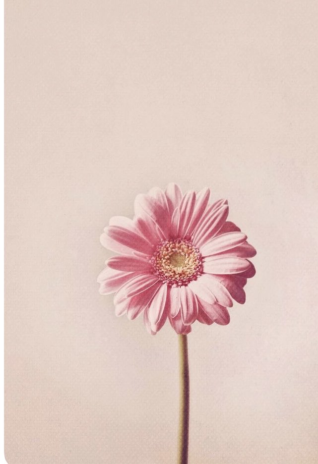 Cicekcesss's tweet photo. Tüm yarınlarda hayat güzel olsun size 🌸🌸🌸
İyi insanlar 
iyi akşamlar 🌸🌸🌸🌸🌸 https://t.co/Tfg5mrPxgU