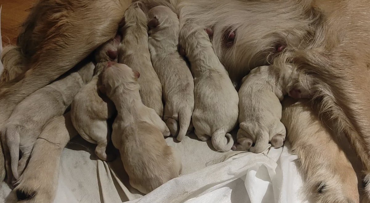 Ale prezent na swieta wlecial