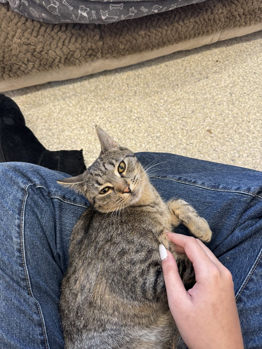 how do i convince my dad i need a cat to keep going