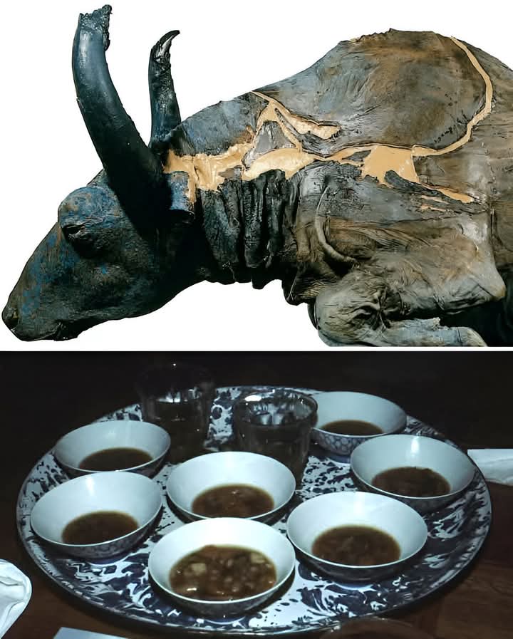 Pinguterra's tweet photo. ¿ Probarias carne de bisonte de hace 50,000 años? En 1979, un minero de Alaska descubrió por accidente a Blue Babe, un bisonte de la estepa perfectamente preservado en el permafrost.  Los científicos se lo comieron xD https://t.co/vchda2CU8a