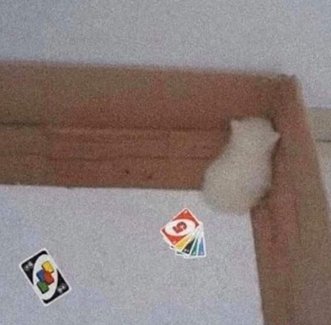 Posts Of Cats tweet media