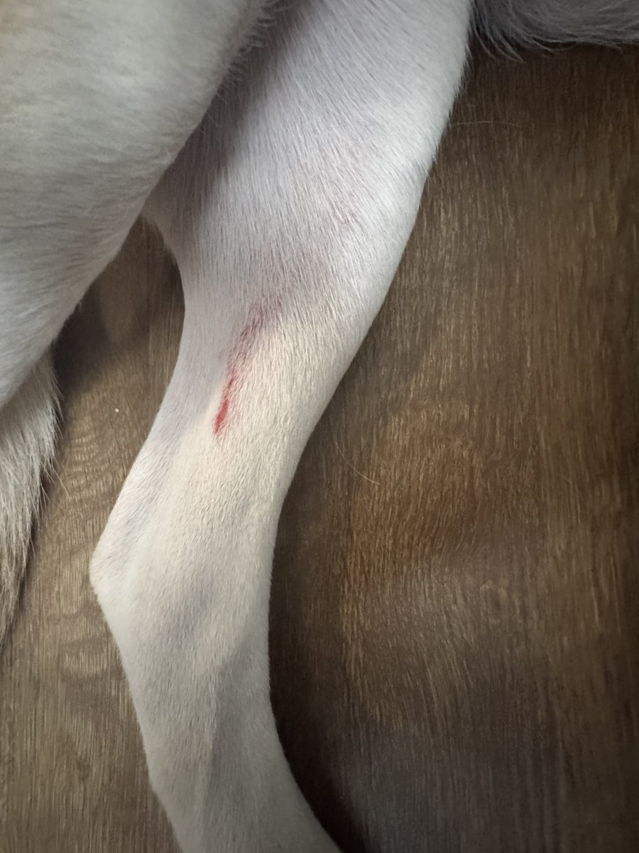 godakajavier's tweet photo. @Petco 🚨Thank you for cutting my dog and not telling me NOTHING before I left the store!!!! I inspected when I got home and found the CUT I called the store and they automatically knew what I was calling about. EVEN KNEW MY DOGS NAME!!! This is DISGUSTING and NEGLIGENT! Fix this ASAP https://t.co/EAC1yEATVM