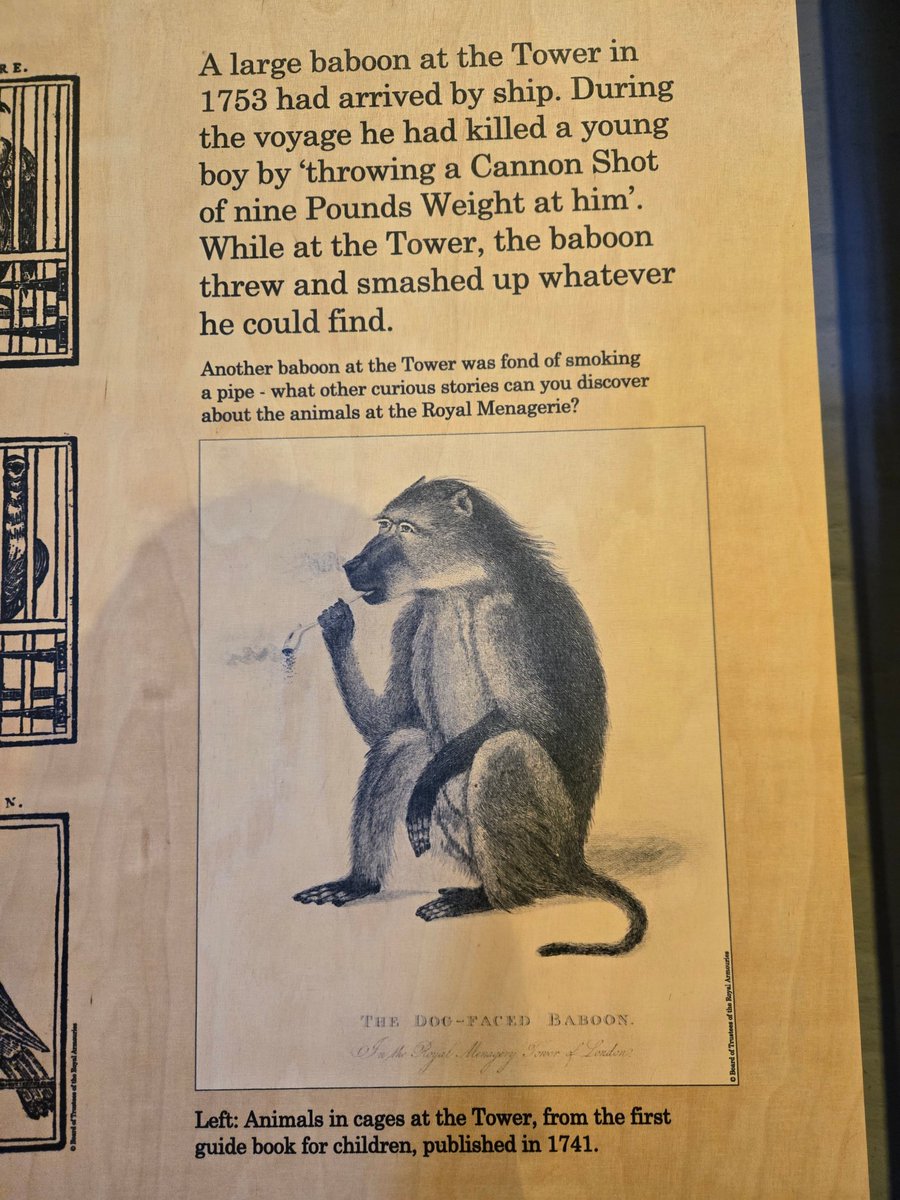 Monkey Spotting tweet media