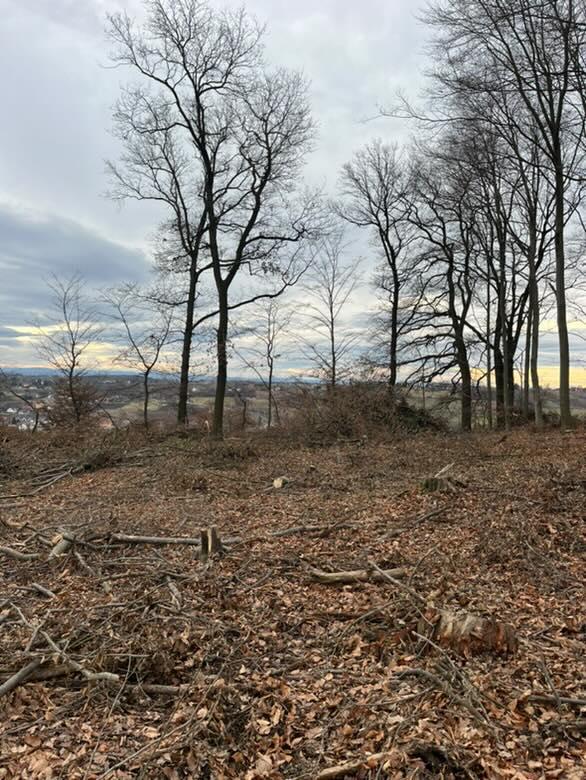 Las Goszcza, czyli lasy społeczne według <a href="/LPanstwowe/">Lasy Państwowe</a> <a href="/zielen_krakow/">piotrkempf_zieleń_Kraków</a> 
Zdjęcia nadesłane przez mieszkańca... 🪚🪚🪚