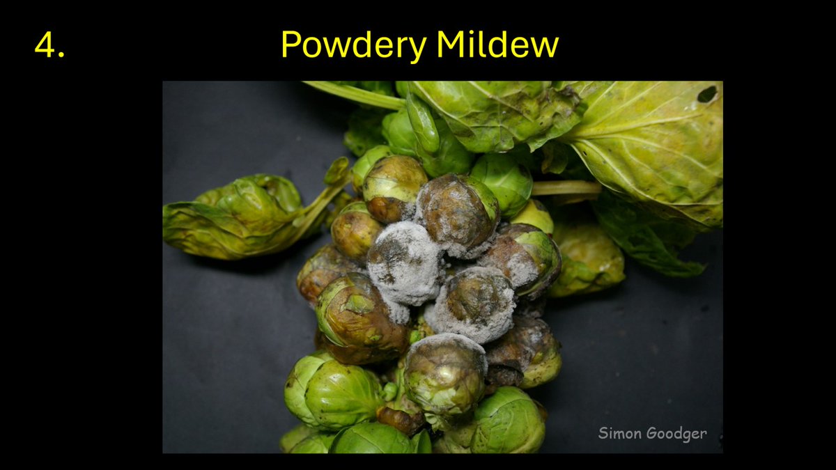 Simon Goodger tweet media