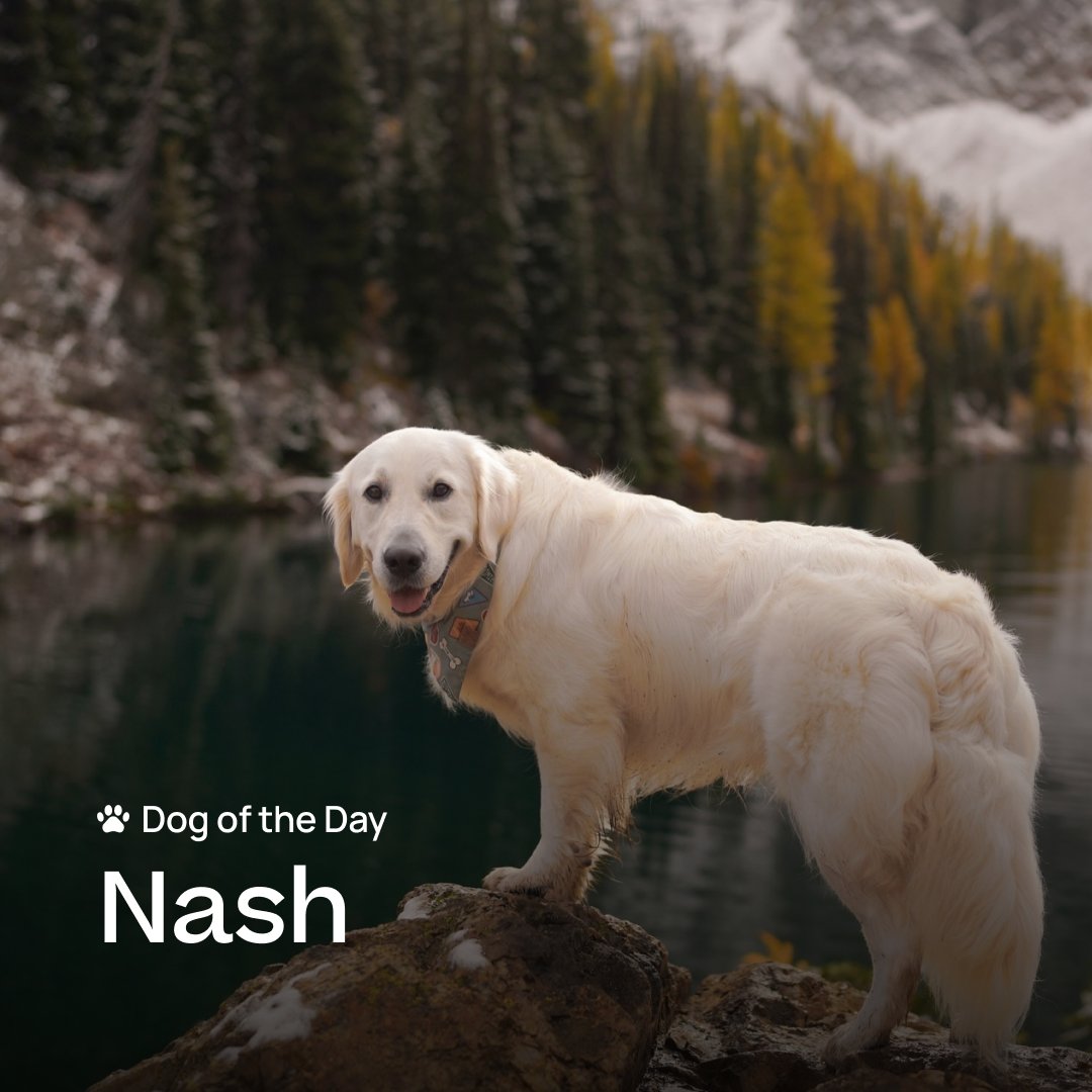 Meet Nash, a PNW fur child who loves his long treks with mom and, of course, snacks!

Can you guess his favorite? 💚

Tag us in your posts using @alltrails for a chance to be featured on #AllTrailsDogoftheDay 🐶

📸 @yourbudnash 
📍Blue Lake Trail, Washington