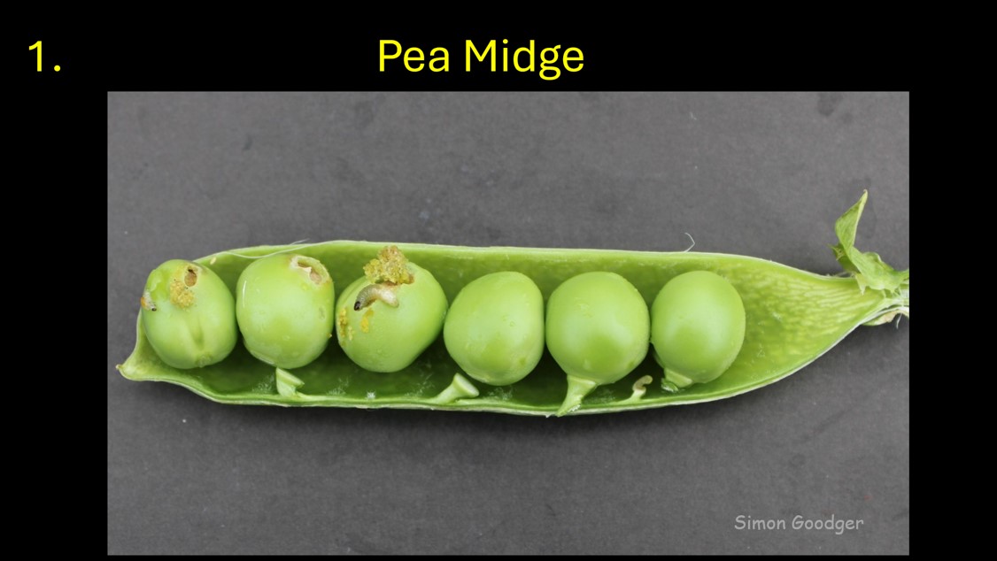 Simon Goodger tweet media