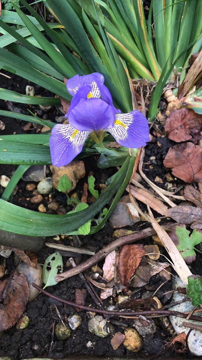 Mine is opened, waiting for a chance to read it, especially the obituary for Charles Nelson. This is the Iris he named in memory of his wife, Sue, flowering in my garden today!