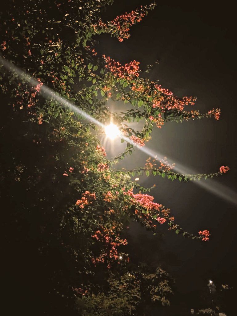 siiddhaant's tweet photo. JNU Winters 
#jnu #delhi https://t.co/hAVC55iKqb