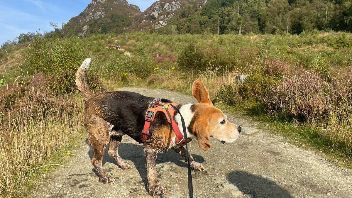 Beagle Facts tweet media