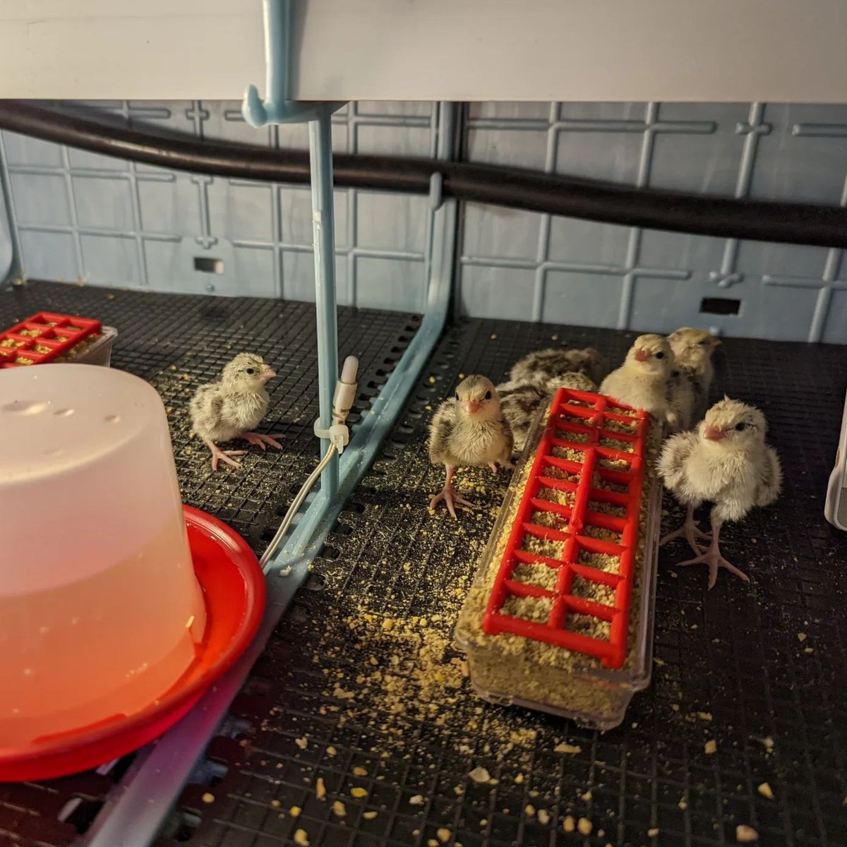 HatchingTime's tweet image. These baby chicks are thriving in their Hatching Time brooder, complete with food, water, warmth, and floor mats to keep them steady!

#HatchingTime #Cimuka #QuailBrooder
