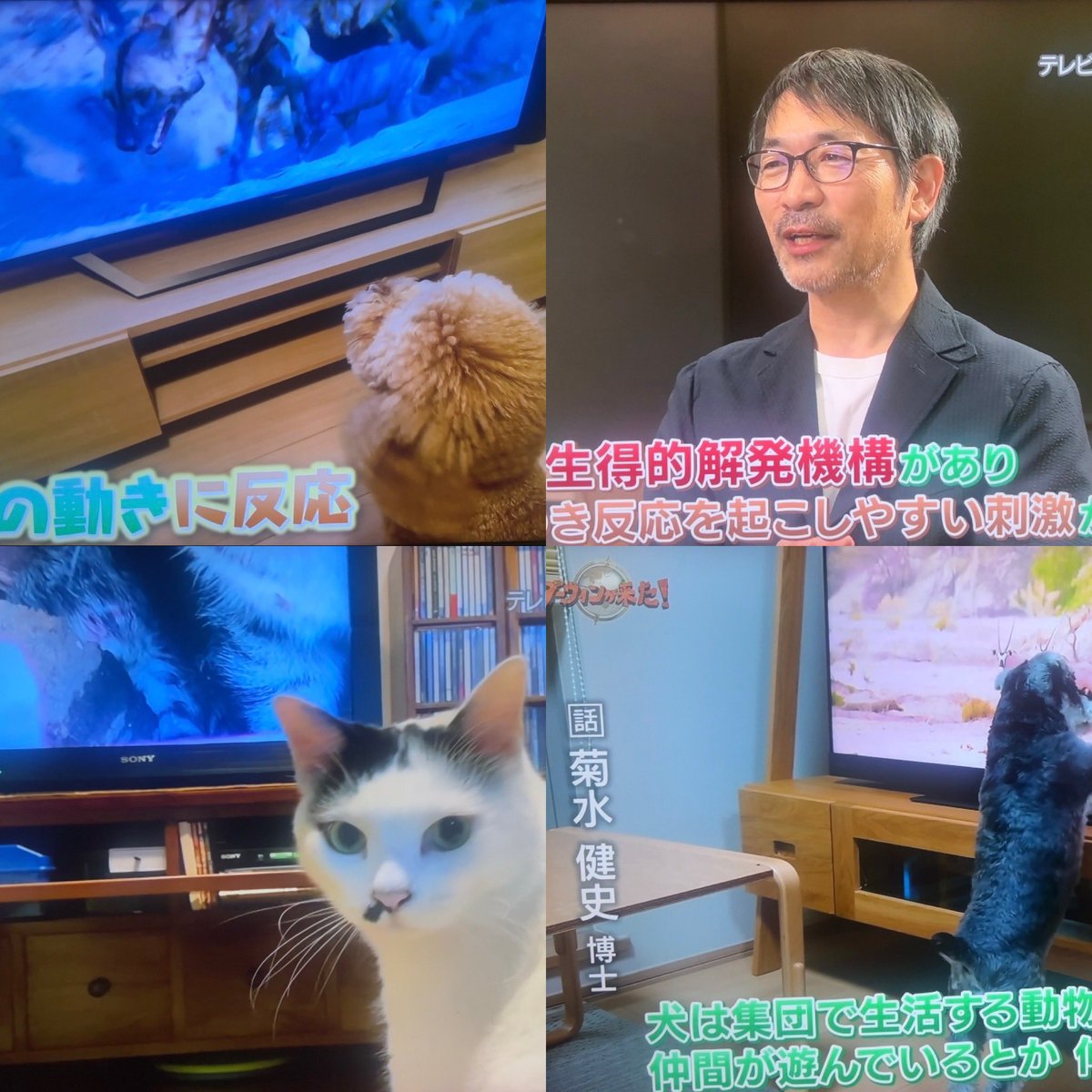 ＼ NHKダーウィンが来た! 放送されました／

<a href="/nhk_darwin/">ダーウィンが来た！</a> さんより取材を受けた内容が
12/22(日) 19:30〜 放送されました！

「テレビに夢中なペットの秘密」
のコーナーで動物の行動について解説しました。

見逃し配信もあります↓
nhk.jp/p/darwin/ts/8M…

#ダーウィンが来た
#nhk
#麻布大学